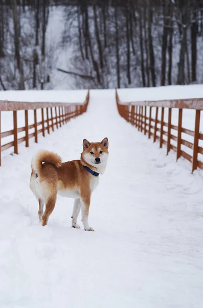 Shiba inu psa na śniegu — Zdjęcie stockowe