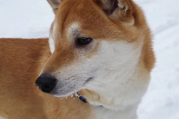 Shiba inu dog on the snow — Stock Photo, Image