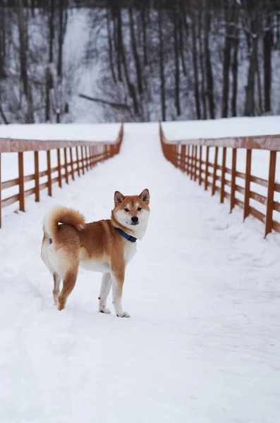 Shiba inu pes na sněhu — Stock fotografie