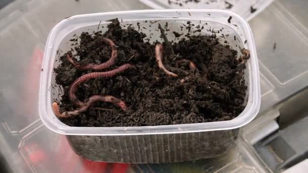 Catching fish. Earthworms in the container with the ground prepared for fishing. HD — Stock Footage Catching fish. Earthworms in the container with the ground prepared for fishing. HD Stock Footage