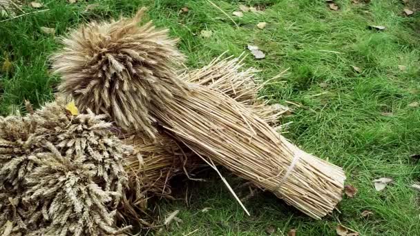 Landscape design. The two stacks of dried wheat lying on green grass. HD — Stock Footage Landscape design. The two stacks of dried wheat lying on green grass. HD Stock Video
