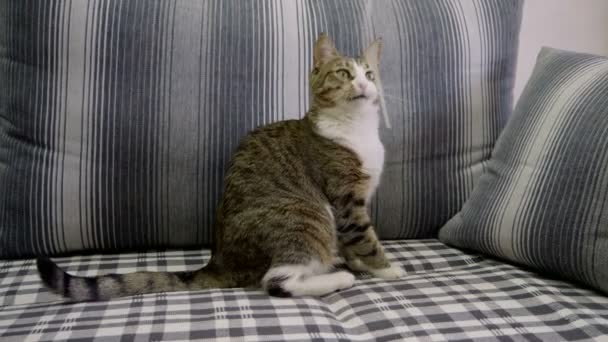 Blanc Avec Chat Tigré Poil Court Gris Jouant Avec Un Ruban Blanc Sur Le Canapé 4k