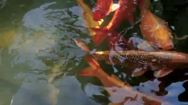 Gran grupo de coloridos peces Koi nadando en el estanque del jardín con