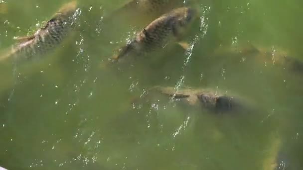 Fish eating bread in pond of Buen Retiro Park. Madrid. Spain. Slow motion. HD — Stock Footage Fish eating bread in pond of Buen Retiro Park. Madrid. Spain. Slow motion. HD Video Clip