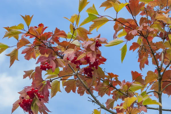 Feuilles d'automne contre le ciel — Photo