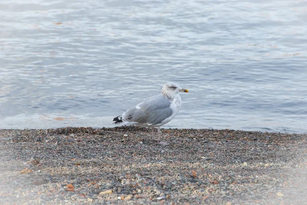 Gaivota solitária na praia — Fotografia de Stock