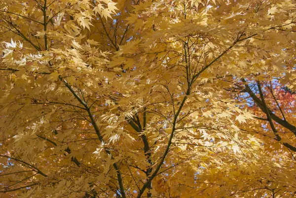 Orange bladverk i höst — Stockfoto