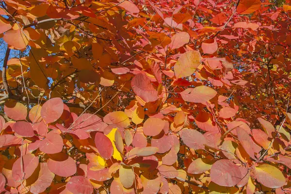 Red foliage in autumn — Stock Photo, Image