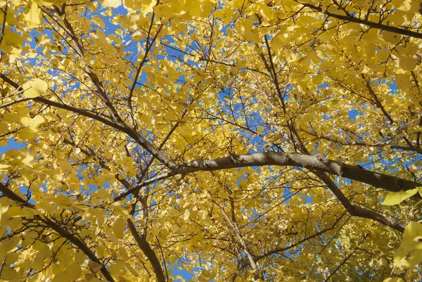 Feuillage jaune en automne — Photo