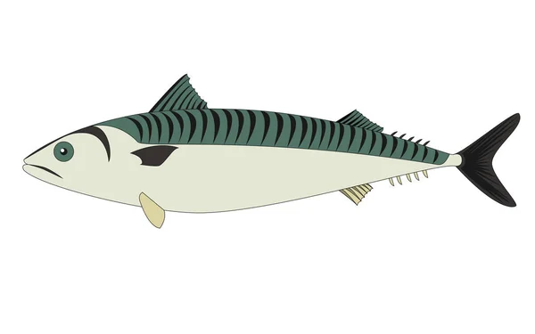 Mackerel fish isolated — Stock Vector