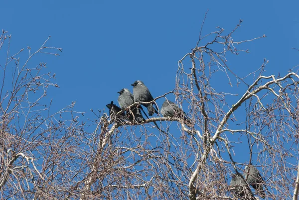 Pássaros Jackdaw ficando quente no sol de inverno — Fotografia de Stock