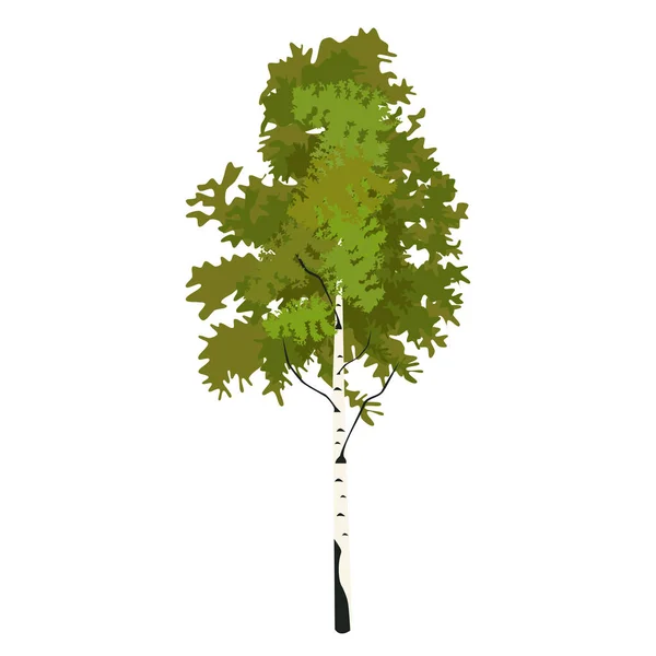 Bouleau d'arbre au printemps clip art — Image vectorielle