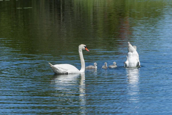 Семья лебедей в пруду — стоковое фото