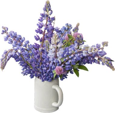 Vazo içinde izole lupines