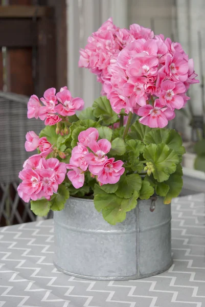 Pink geranium in zink pot — Stock Photo, Image