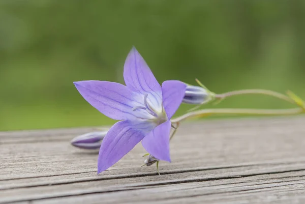 Flor púrpura salvaje en macro —  Fotos de Stock