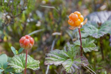 Olgun turuncu cloudberry mire üzerinde