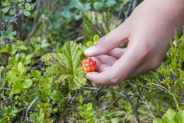 Raccolta di bacche nuvolose in estate — Foto Stock