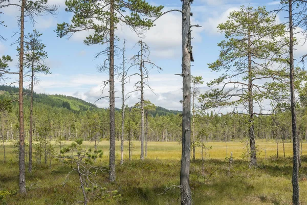 Βούρκο τοπίο στη Σουηδία — Φωτογραφία Αρχείου