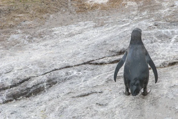 Ich verlasse diesen Pinguin — Stockfoto