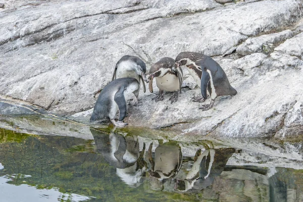 Pinguin trifft sich mit dem Spiegel — Stockfoto