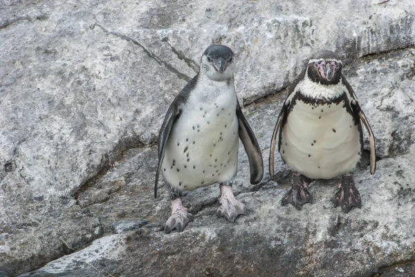 Pinguin-Pärchen am Felsen — Stockfoto