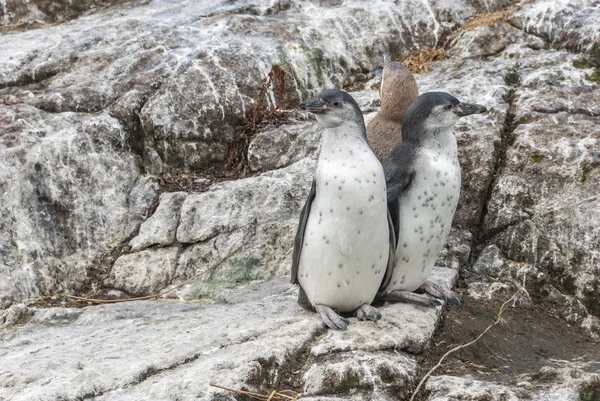 Pinguine dicht am Meer — Stockfoto