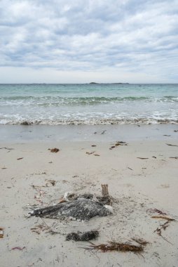 Ölü kuş türü kirlenmiş deniz
