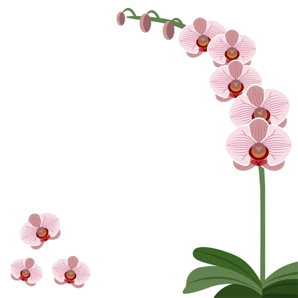 Cartão flores de orquídea rosa — Vetor de Stock