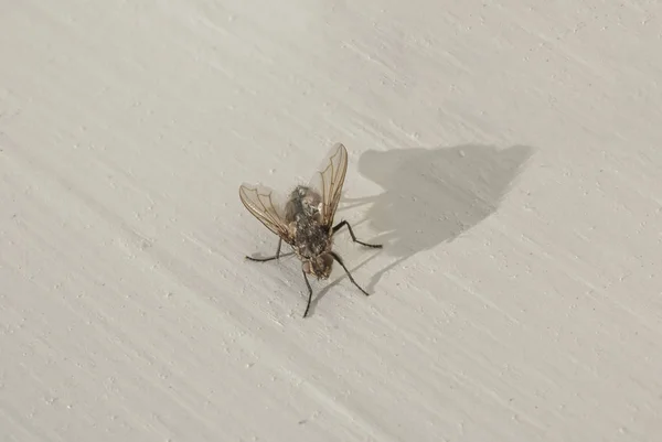 Πετούν έντομο σε άσπρο φόντο — Φωτογραφία Αρχείου