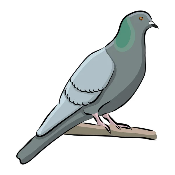 Tourterelle Gris Oiseau Dessiné Main Vecteur — Image vectorielle