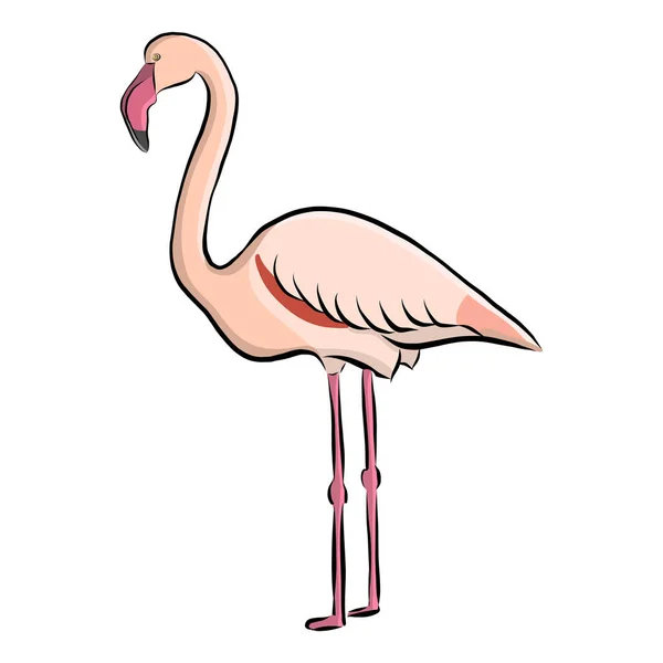 Hand Dras Fågel Flamingo Vektor — Stock vektor