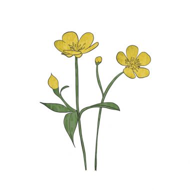 Hand drawn buttercup flower, vector clipart