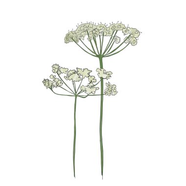 Çizilmiş inek maydanoz el, vektör