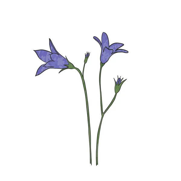 Kézzel Rajzolt Bluebell Virág Vektor — Stock Vector