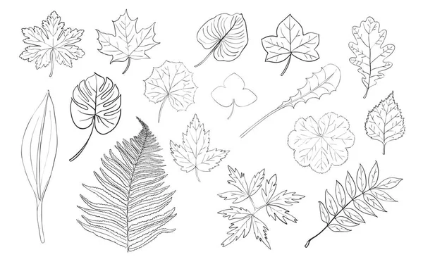 Hand Drawn Leaves Collection Vector — Stock Vector