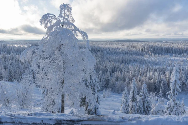 Frozen Landscape Winter — Stock Photo, Image