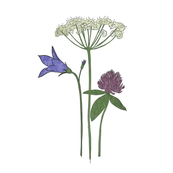 Fleurs Sauvages Dessinées Main Milieu Été Vecteur — Image vectorielle
