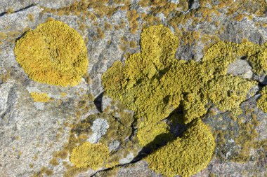 Makro deniz sarı liken