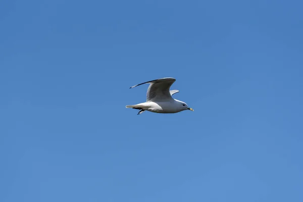 Летающая Морская Чайка Голубом Небе — стоковое фото