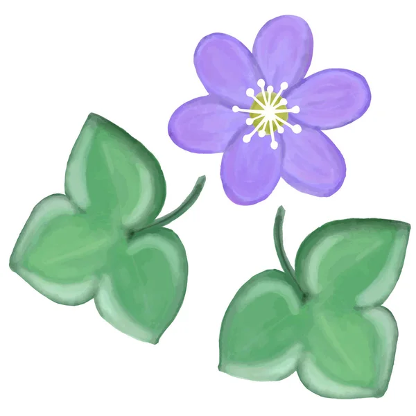 Akvarel Modrá Sasanka Květ Vektor — Stockový vektor