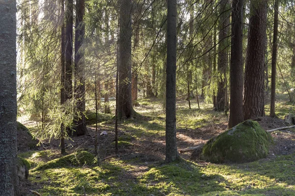 Ηλιακό Φως Στο Δάσος Της Σουηδίας — Φωτογραφία Αρχείου