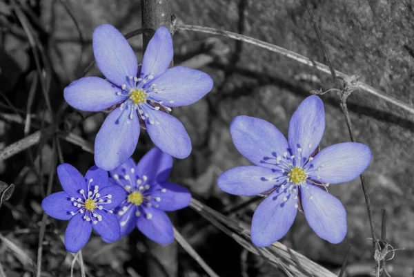 Anémona Azul Sobre Fondo Gris Primavera —  Fotos de Stock