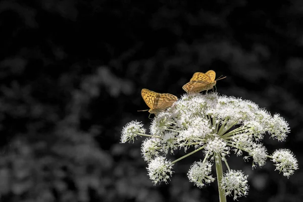 灰色の背景に蝶と花 — ストック写真