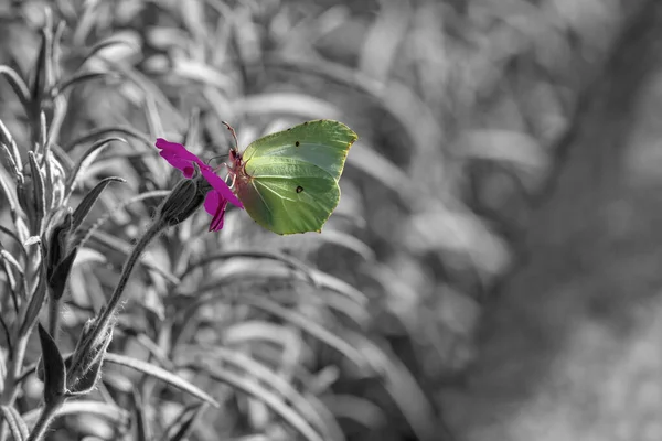 Borboleta Amarela Fundo Cinza — Fotografia de Stock