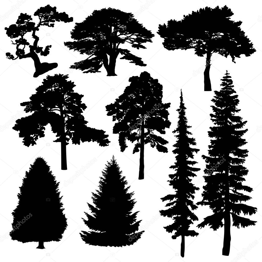 Coniferous trees silhouettes