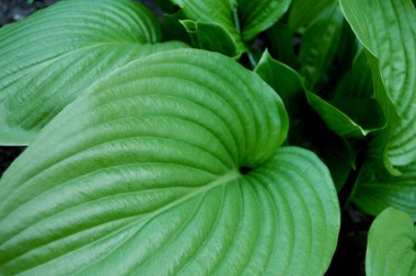 Doğa arka plan görüntüsü Hosta yaprak.