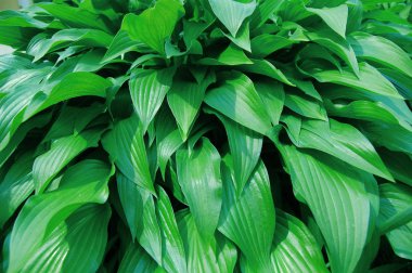 Bush Hosta yeşil. Hosta bırakır. Doğa arka plan görüntüsü.