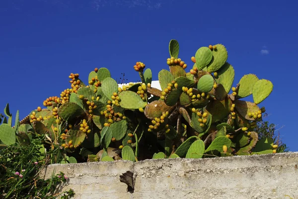 Cactus tropical aux fruits, ciel bleu sur fond — Photo