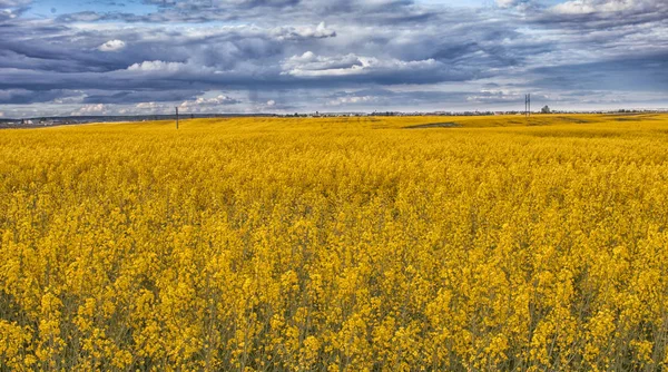 Campo di colza in fiore . — Foto Stock